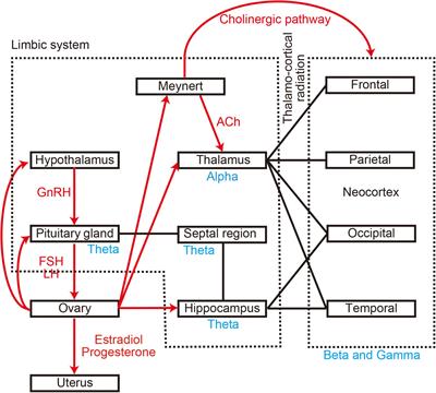 The Menstrual Cycle Alters Resting-State Cortical Activity: A Magnetoencephalography Study
